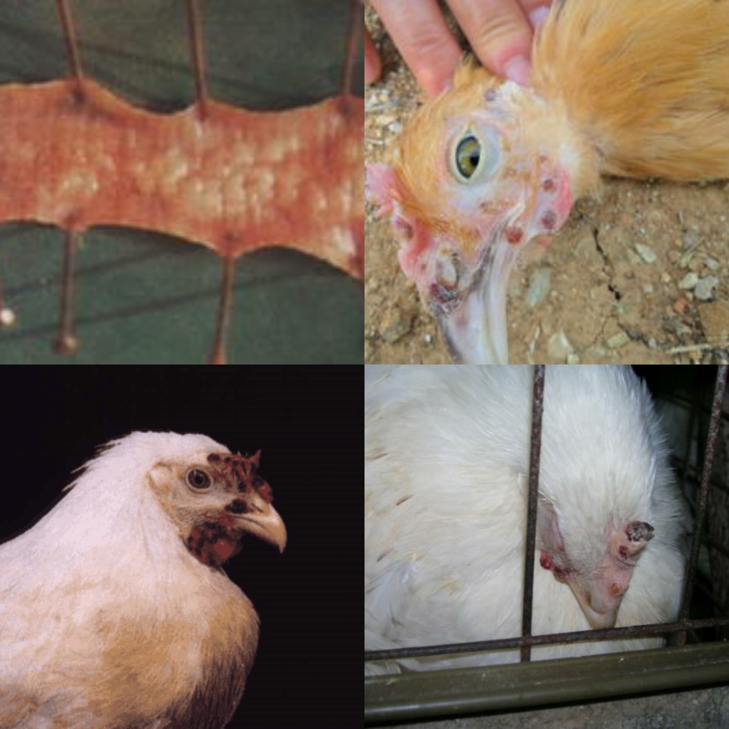 鸡痘怎么判断好了,鸡痘外用药