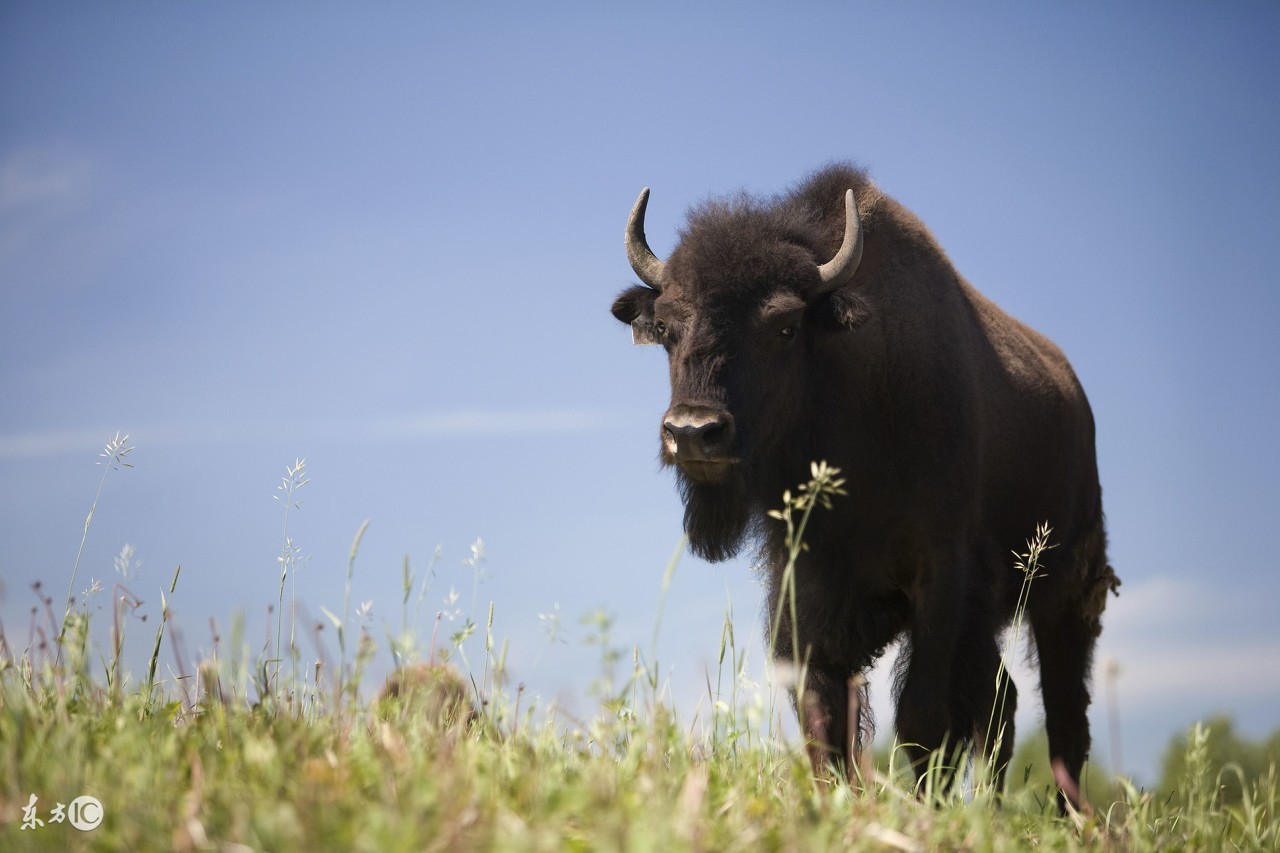 73年属牛女2019年感情运势,属牛人2017年全年运势详解