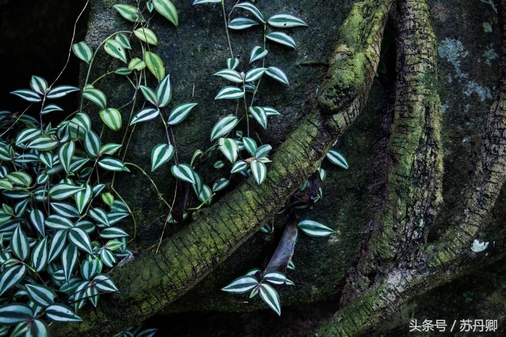 亚马逊热带雨林真实食人花,亚马逊雨林食人花