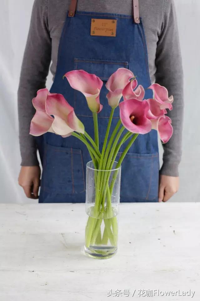 马蹄莲的正确养护方式,怎样才能养护好漂亮雅致的马蹄莲