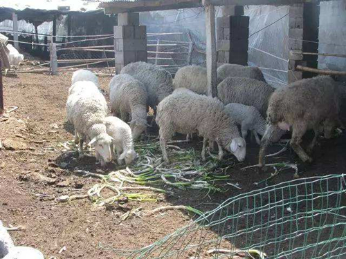 80头羊被毒死，毒大葱是元凶！我们应该怎样避免吃到有毒菜？