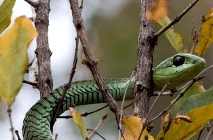 神奇的平头哥！非洲5种毒蛇在眼里只不过是根辣条！