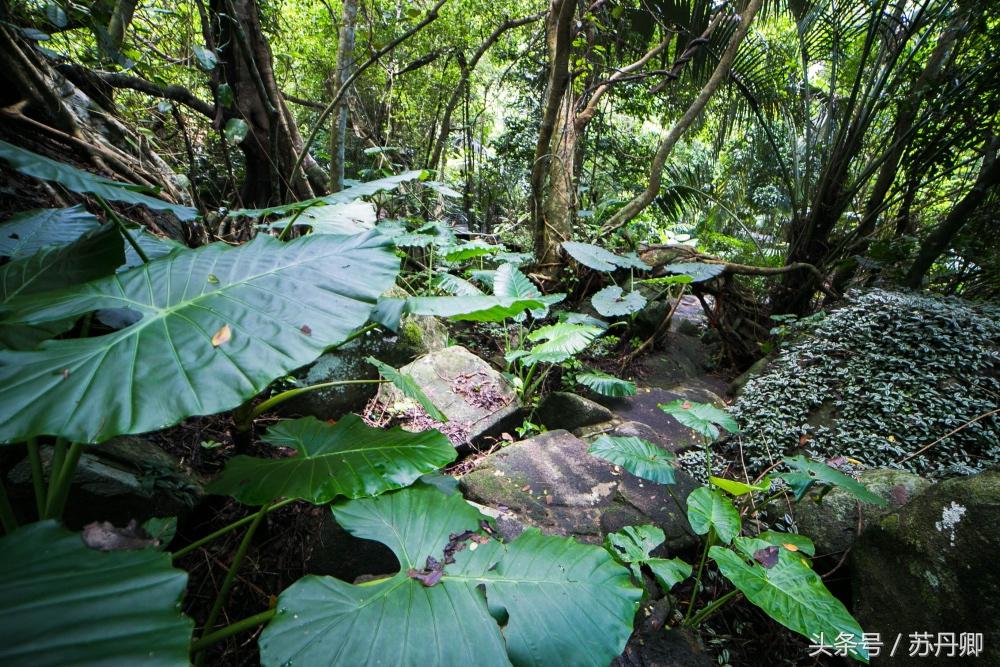 亚马逊热带雨林真实食人花,亚马逊雨林食人花