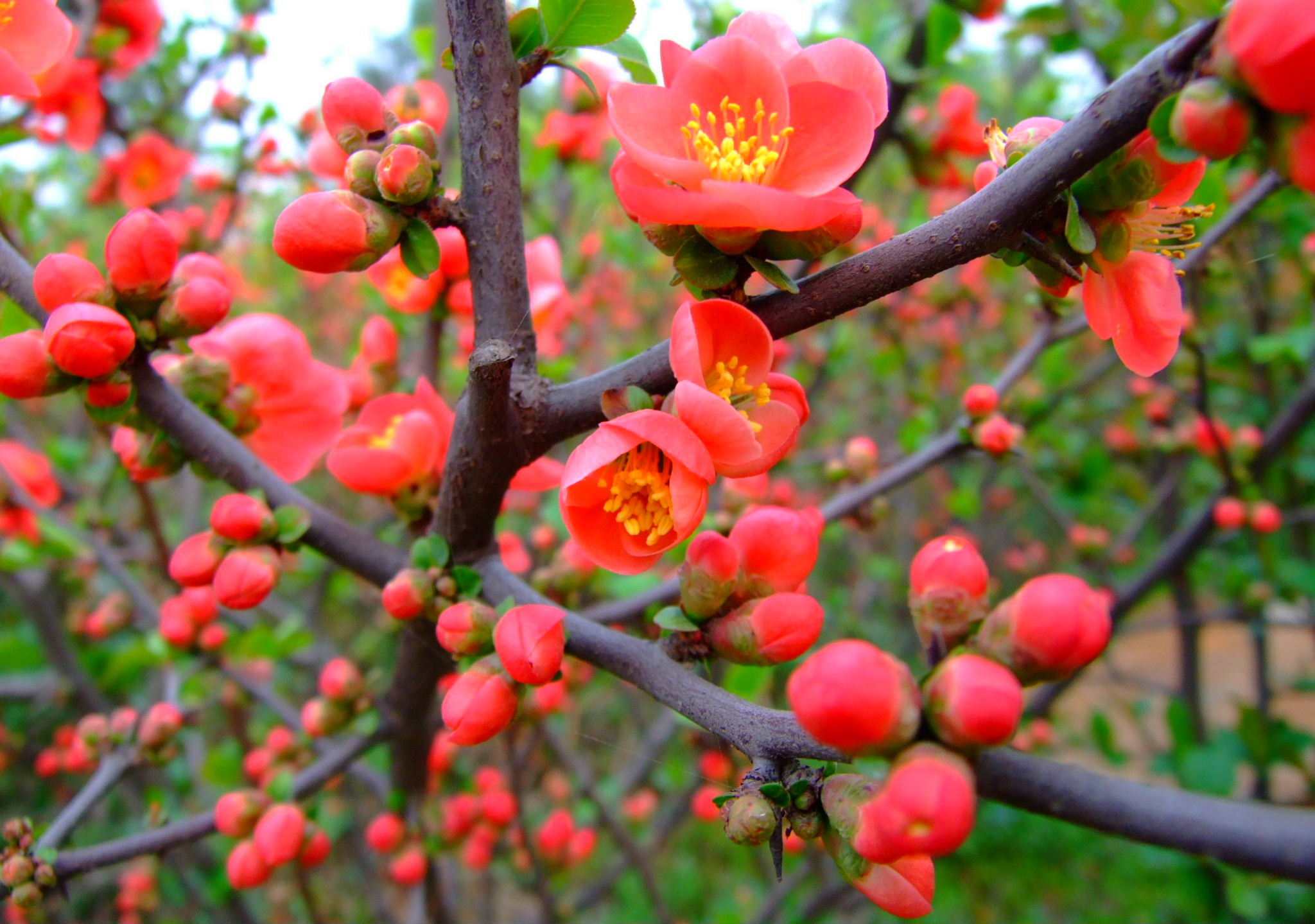 腊梅花吃了有什么好处,腊梅花怎样食用对人有好处