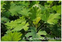 博落回是多年生草本吗,博落回植物介绍