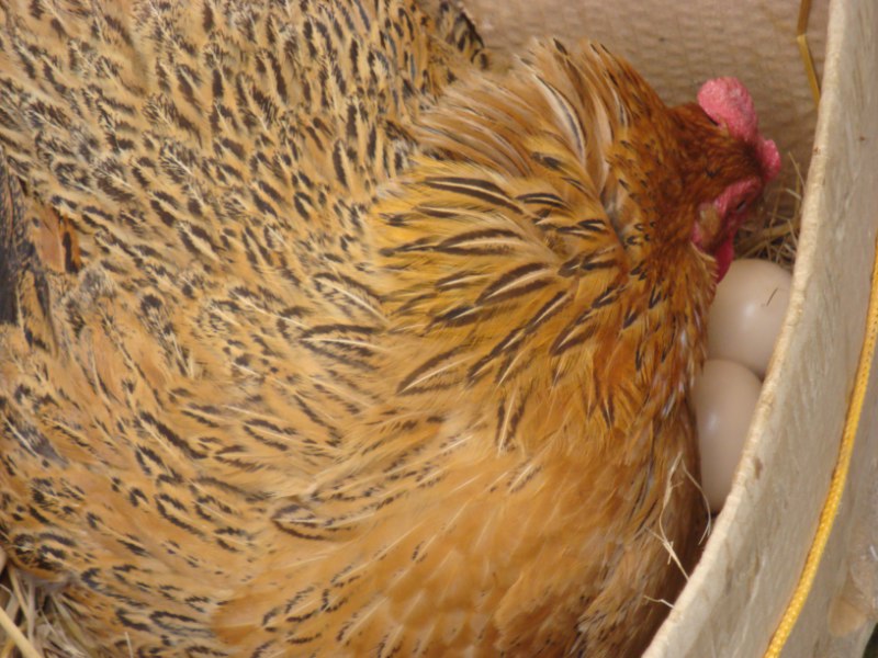 中国农民养500只猪,中国农民养熊