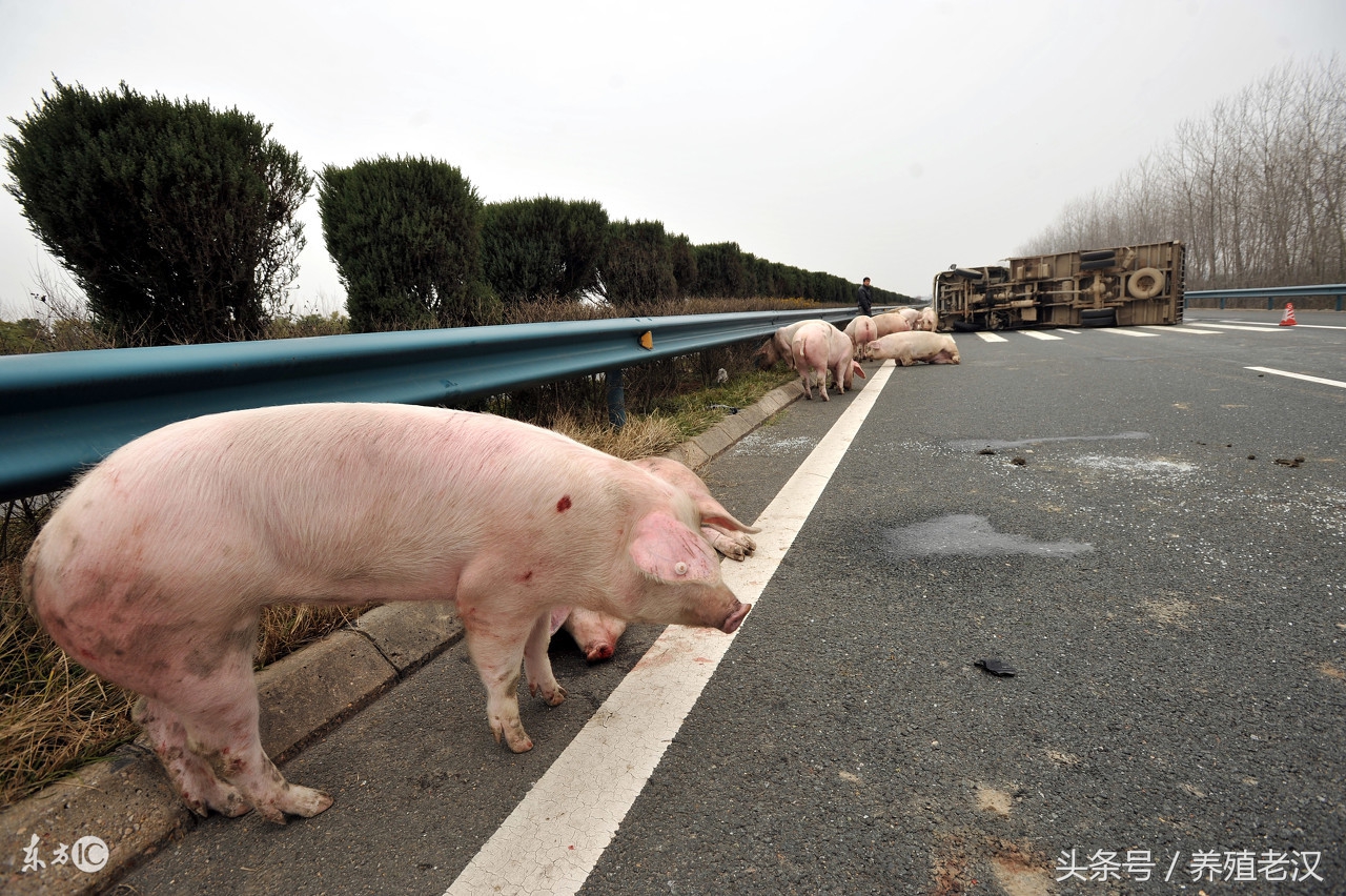 猪场聚维酮碘消毒,猪场配制聚维酮碘溶液可以洗手吗