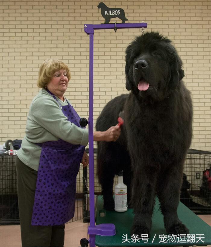 哪种狗是世界第一猛犬,世界上最猛的犬排行