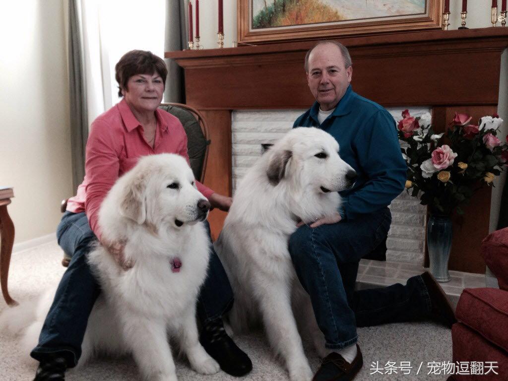 哪种狗是世界第一猛犬,世界上最猛的犬排行