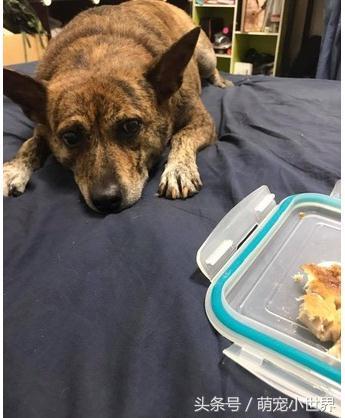 妈咪的肚子在动，米克斯摸到胎动，整只狗吓到呆掉了，表情超惊讶