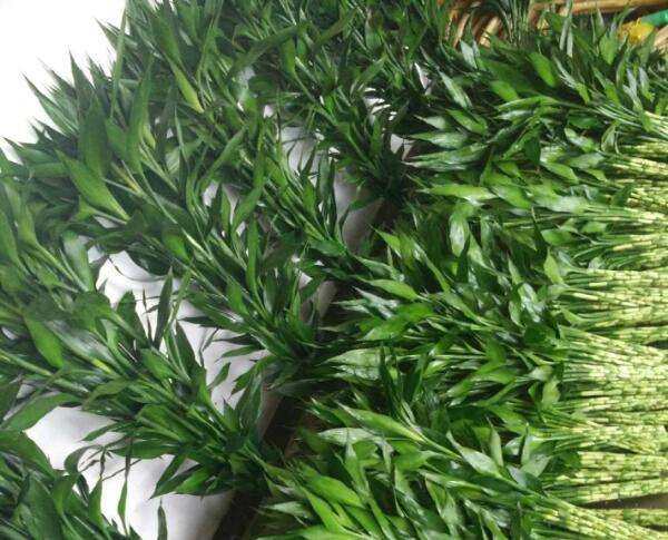 家里养什么绿植最旺财,家里养什么绿植旺财又对身体好