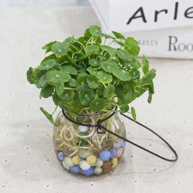 家里养什么绿植最旺财,家里养什么绿植旺财又对身体好