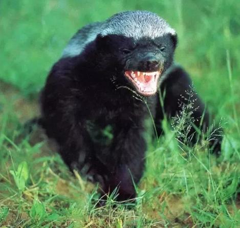 动物世界平头哥狼獾高清,狼獾和平头哥搏斗视频