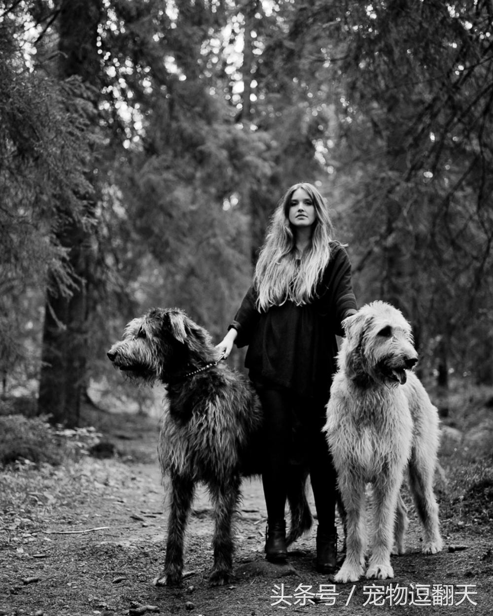 哪种狗是世界第一猛犬,世界上最猛的犬排行