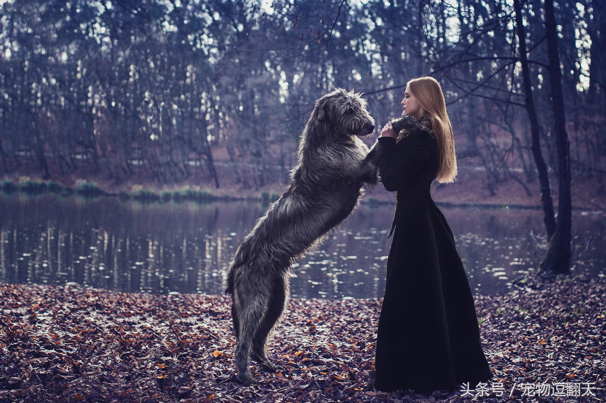 哪种狗是世界第一猛犬,世界上最猛的犬排行