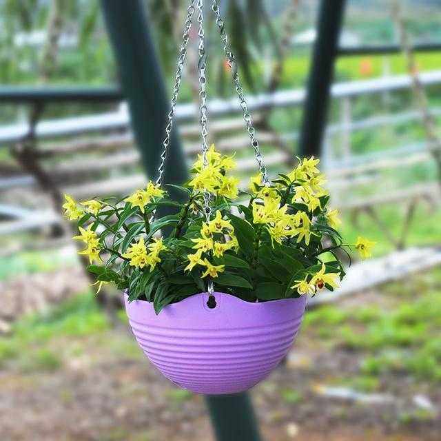 家里养什么绿植最旺财,家里养什么绿植旺财又对身体好