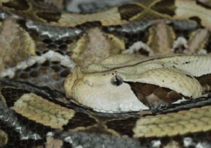 神奇的平头哥！非洲5种毒蛇在眼里只不过是根辣条！