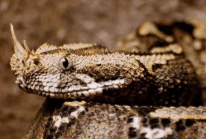 神奇的平头哥！非洲5种毒蛇在眼里只不过是根辣条！