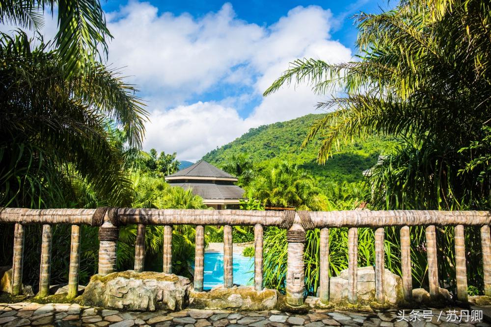 亚马逊热带雨林真实食人花,亚马逊雨林食人花