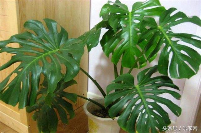 除甲醛最好的绿植都有啥,买这么多绿植除甲醛不知道有用不