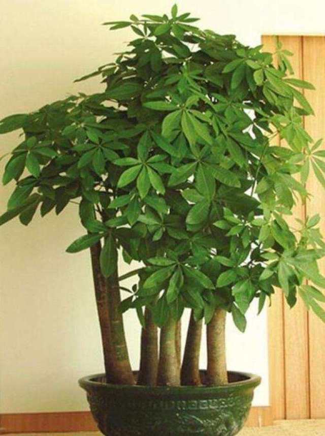 家里养什么绿植最旺财,家里养什么绿植旺财又对身体好
