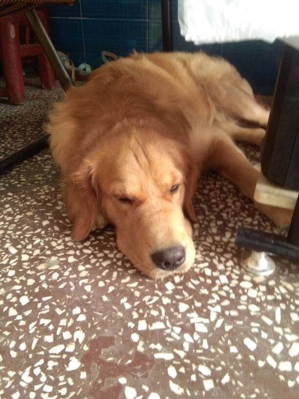 黑白色的曼珠沙华 (粉红色的曼珠沙华)