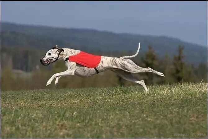 格力犬逮兔子视频大全集播放,怎么训练格力犬咬兔子