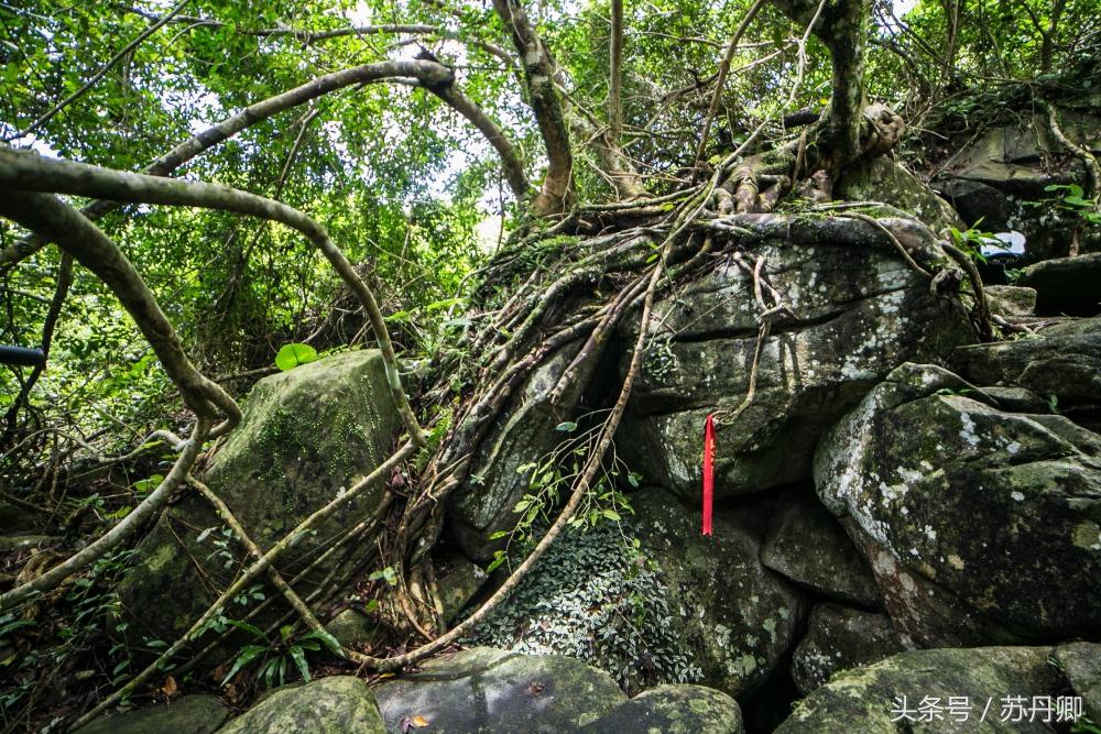 亚马逊热带雨林真实食人花,亚马逊雨林食人花