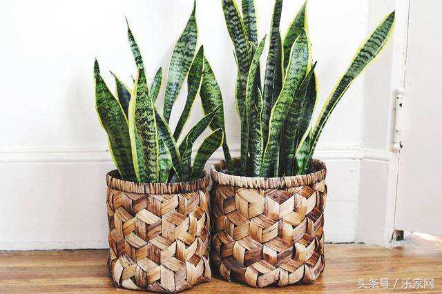 除甲醛最好的绿植都有啥,买这么多绿植除甲醛不知道有用不