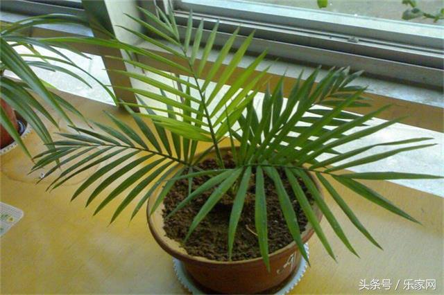 除甲醛最好的绿植都有啥,买这么多绿植除甲醛不知道有用不