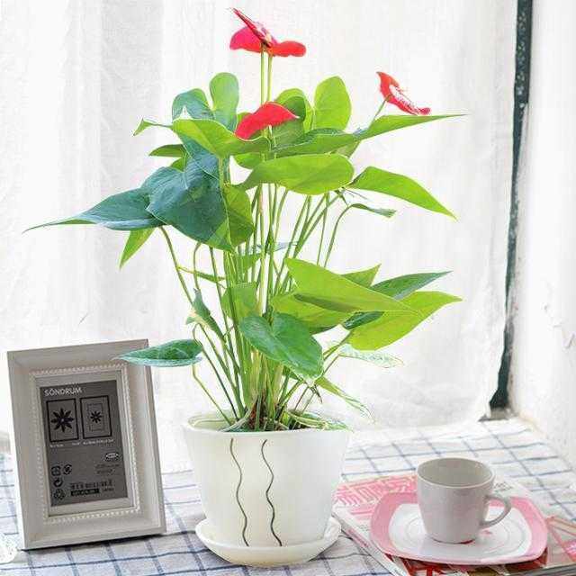 家里养什么绿植最旺财,家里养什么绿植旺财又对身体好