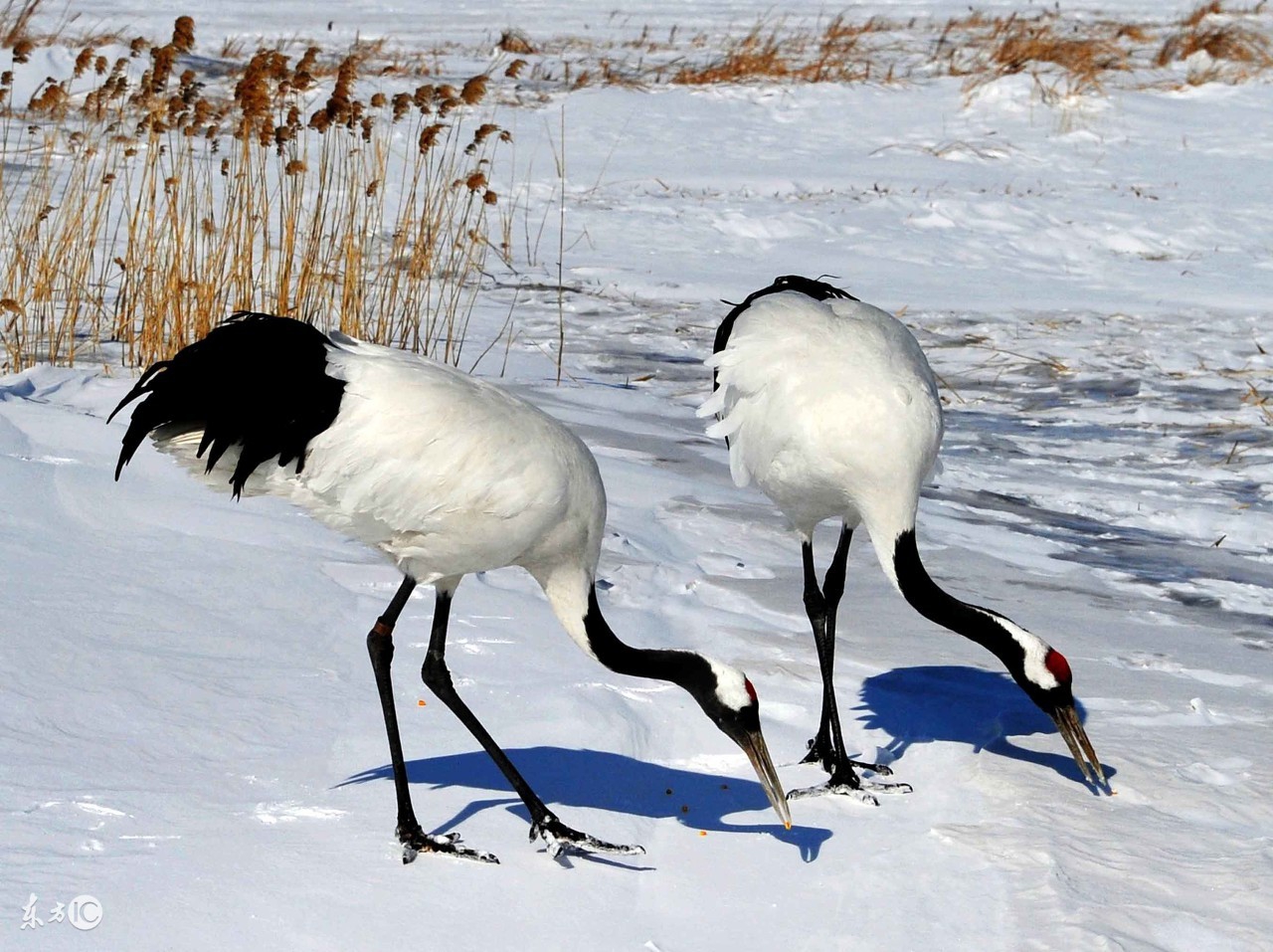 夫妻属相婚配表,婚配对象属相