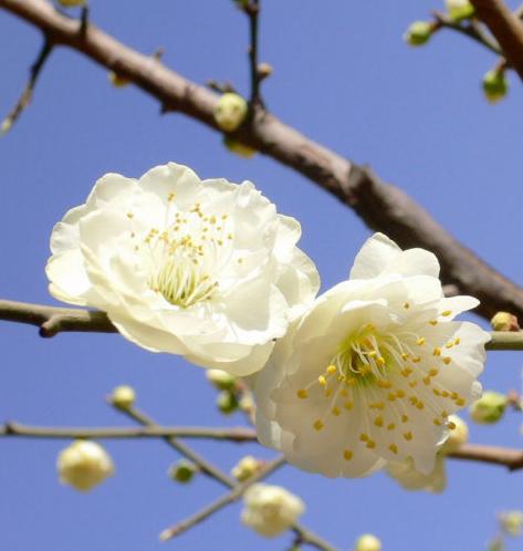 腊梅花吃了有什么好处,腊梅花怎样食用对人有好处