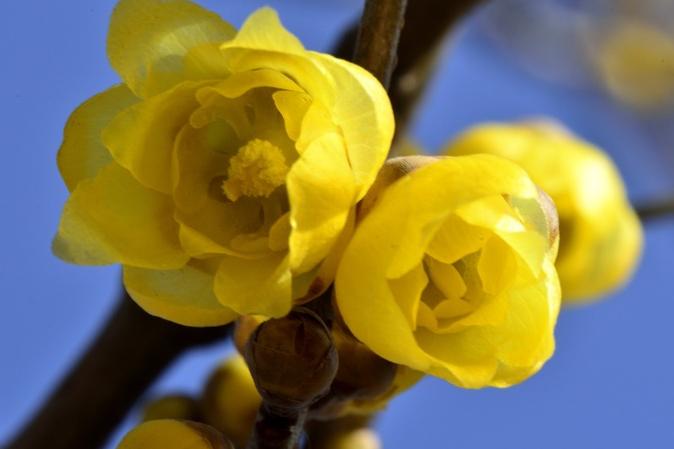 腊梅花吃了有什么好处,腊梅花怎样食用对人有好处