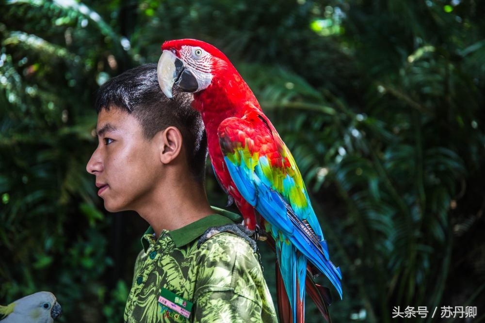 亚马逊热带雨林真实食人花,亚马逊雨林食人花