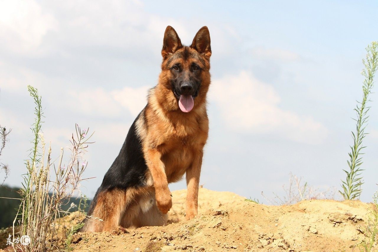 关于德牧的4个冷知识,关于德牧的那些事