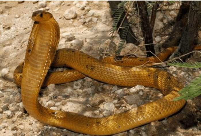 神奇的平头哥！非洲5种毒蛇在眼里只不过是根辣条！