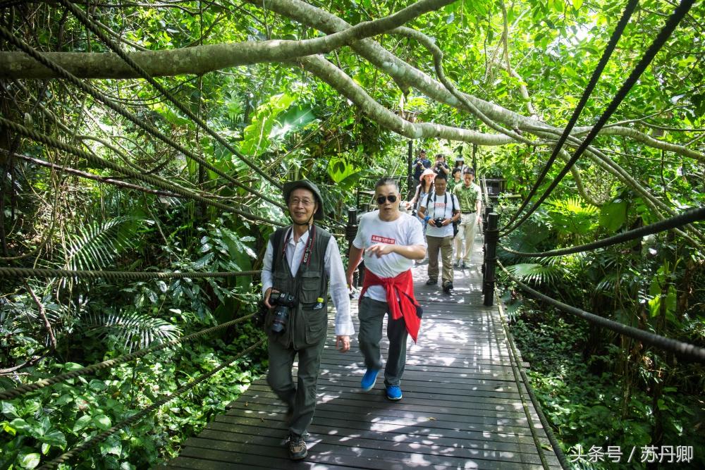 亚马逊热带雨林真实食人花,亚马逊雨林食人花