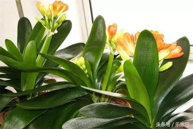 除甲醛最好的绿植都有啥,买这么多绿植除甲醛不知道有用不