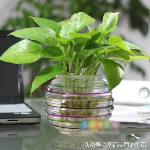 水培绿萝多少天换一次水,水培绿萝转土培绿萝黄叶怎么办