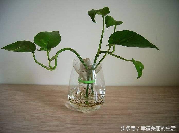 水培绿萝多少天换一次水,水培绿萝转土培绿萝黄叶怎么办