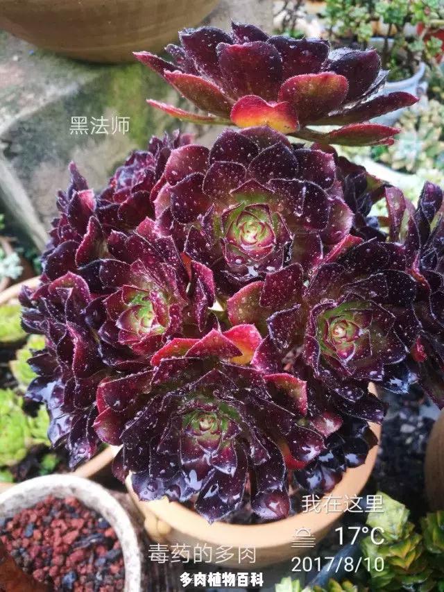 夕阳西下，养多肉的人没有在天涯，在家！