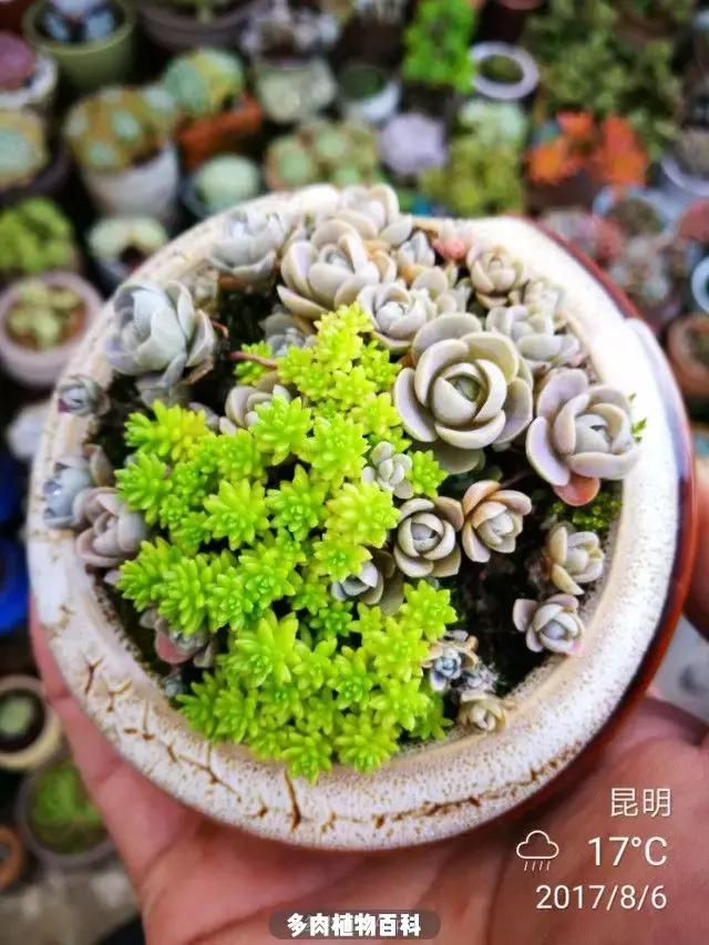 夕阳西下，养多肉的人没有在天涯，在家！