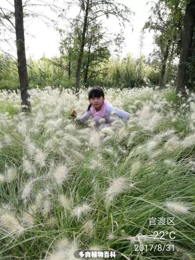 夕阳西下，养多肉的人没有在天涯，在家！