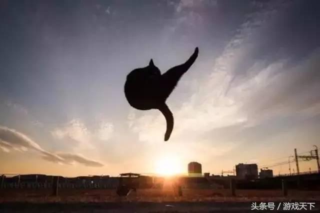 变戏精的猫,风情万种的猫