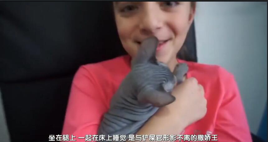 中国最贵的十种宠物猫,最贵的宠物猫有哪些