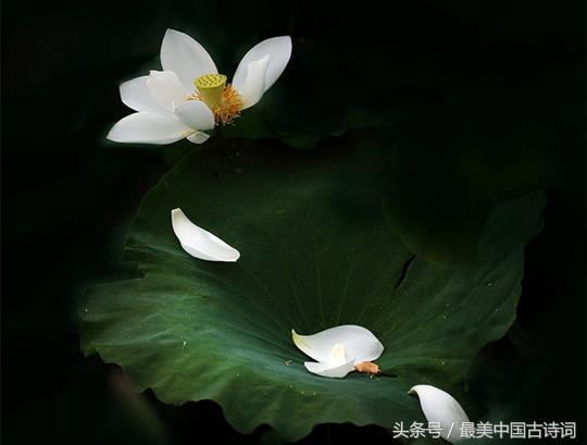 唐伯虎书法长卷落花诗册完整,唐伯虎的落花诗册有多少个字