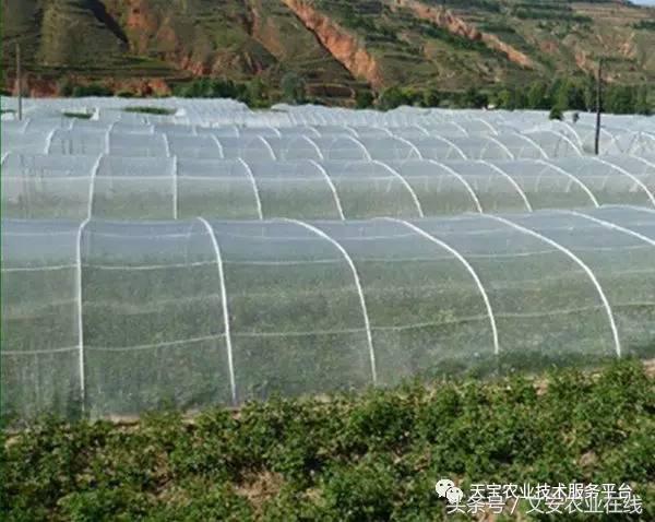 选防虫网啥样的效果最好,防虫网选择技巧
