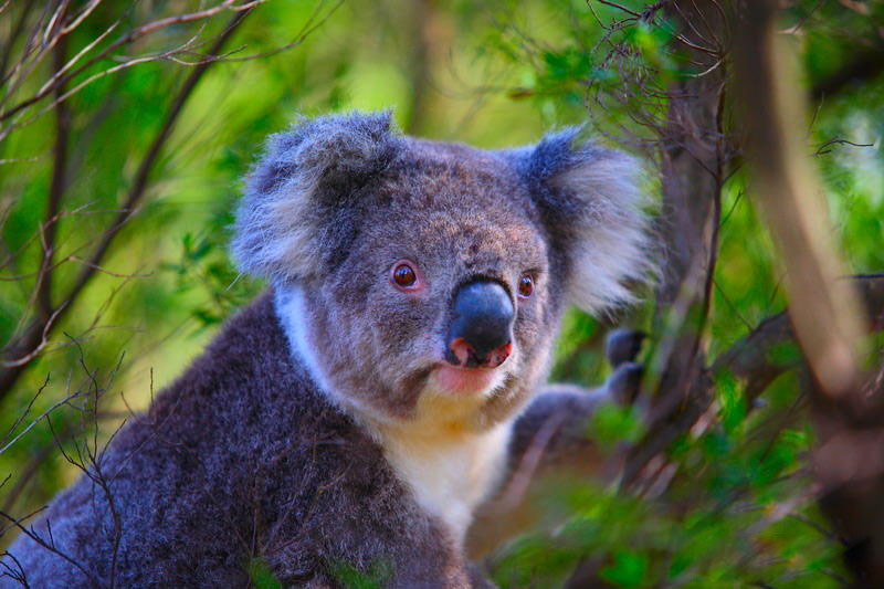 澳洲奶粉和保健品,澳洲购物攻略必买保健品