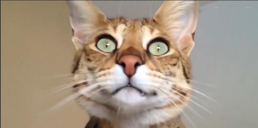 中国最贵的十种宠物猫,最贵的宠物猫有哪些